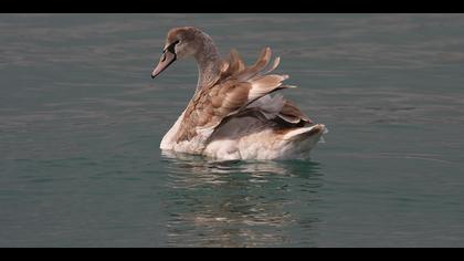 Kuğu » Mute Swan » Cygnus olor