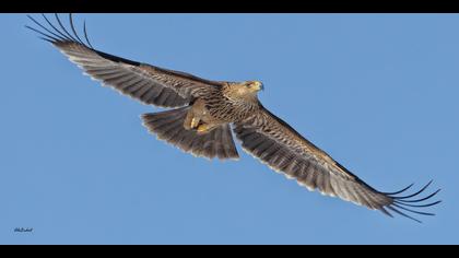 Şah kartal » Eastern Imperial Eagle » Aquila heliaca