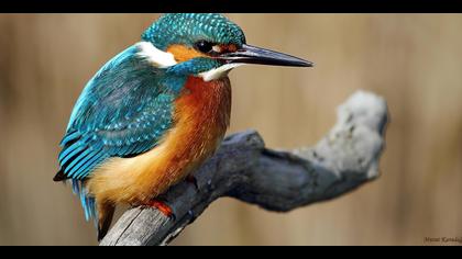 Yalıçapkını » Common Kingfisher » Alcedo atthis