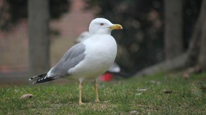 Gümüş martı