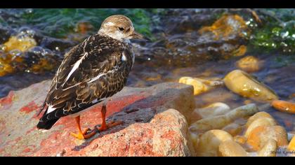 Taşçeviren » Ruddy Turnstone » Arenaria interpres