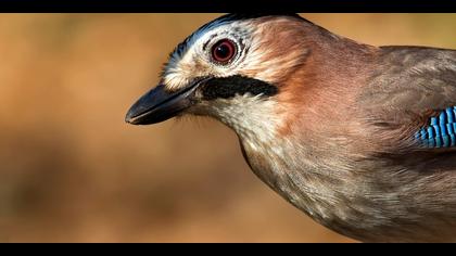 Alakarga » Eurasian Jay » Garrulus glandarius