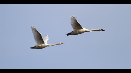 Kuğu » Mute Swan » Cygnus olor