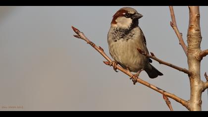 Serçe » House Sparrow » Passer domesticus