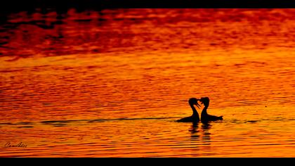 Bahri » Great Crested Grebe » Podiceps cristatus