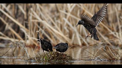 Sığırcık » Common Starling » Sturnus vulgaris