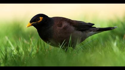 Çiğdeci » Common Myna » Acridotheres tristis