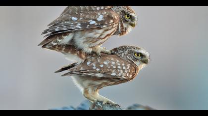 Kukumav » Little Owl » Athene noctua