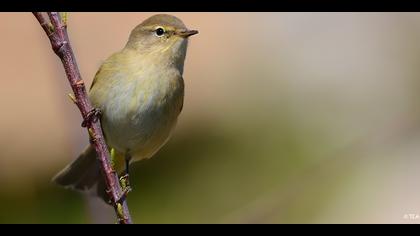 Çıvgın » Common Chiffchaff » Phylloscopus collybita