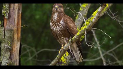 Şahin » Common Buzzard » Buteo buteo