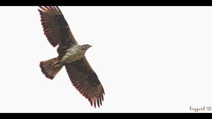 Tavşancıl » Bonelli`s Eagle » Aquila fasciata