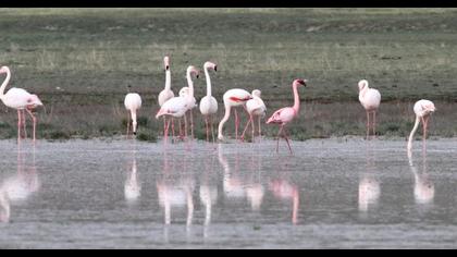 Küçük flamingo