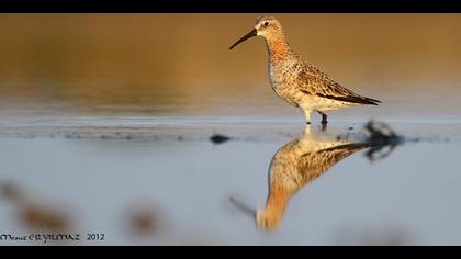 Kızıl kumkuşu » Curlew Sandpiper » Calidris ferruginea