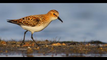 Küçük kumkuşu » Little Stint » Calidris minuta