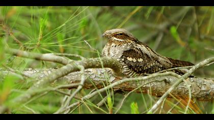 Çobanaldatan » European Nightjar » Caprimulgus europaeus