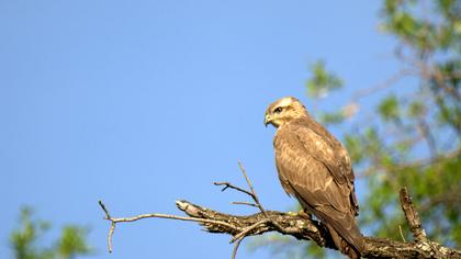 Şahin