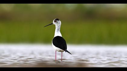 Uzunbacak » Black-winged Stilt » Himantopus himantopus