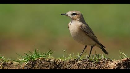 Boz kuyrukkakan » Isabelline Wheatear » Oenanthe isabellina