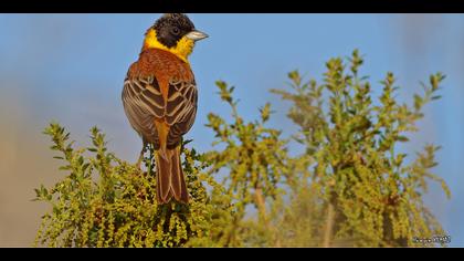 Karabaşlı kirazkuşu » Black-headed Bunting » Emberiza melanocephala