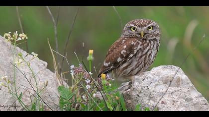 Kukumav » Little Owl » Athene noctua