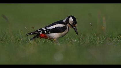 Orman alaca ağaçkakanı » Great Spotted Woodpecker » Dendrocopos major