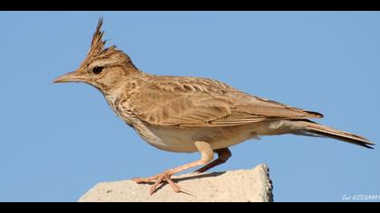 Tepeli toygar » Crested Lark » Galerida cristata