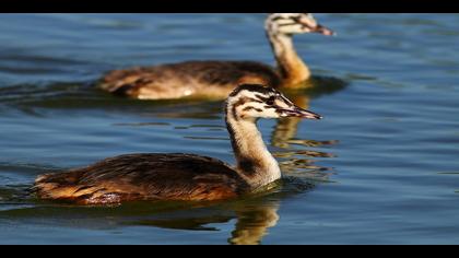 Bahri » Great Crested Grebe » Podiceps cristatus