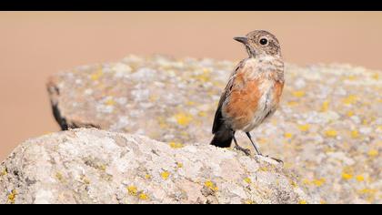 Taşkuşu » European Stonechat » Saxicola rubicola