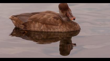 Macar ördeği » Red-crested Pochard » Netta rufina