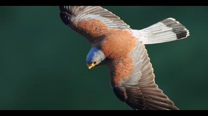 Küçük kerkenez » Lesser Kestrel » Falco naumanni