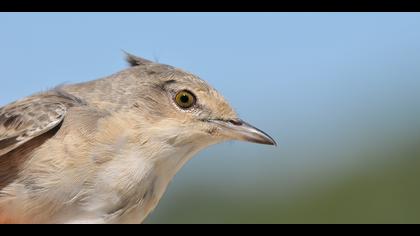 Çizgili ötleğen » Barred Warbler » Sylvia nisoria