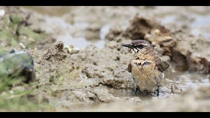 Boz kuyrukkakan » Isabelline Wheatear » Oenanthe isabellina