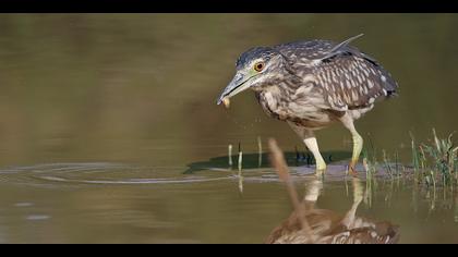 Gece balıkçılı » Black-crowned Night Heron » Nycticorax nycticorax