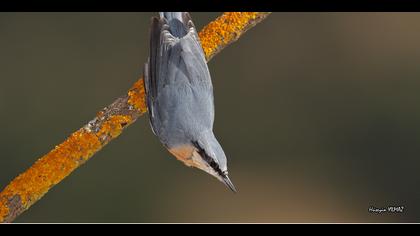 Sıvacı » Eurasian Nuthatch » Sitta europaea