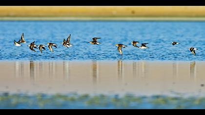 Karakarınlı kumkuşu » Dunlin » Calidris alpina