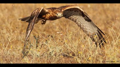 Kızıl şahin » Long-legged Buzzard » Buteo rufinus