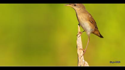 Bataklık kamışçını » Savi`s Warbler » Locustella luscinioides