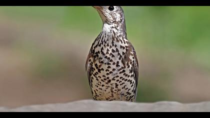 Ökse ardıcı » Mistle Thrush » Turdus viscivorus