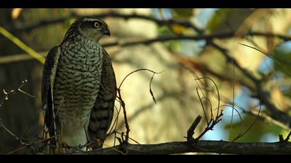 Atmaca » Eurasian Sparrowhawk » Accipiter nisus