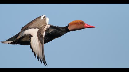 Macar ördeği » Red-crested Pochard » Netta rufina