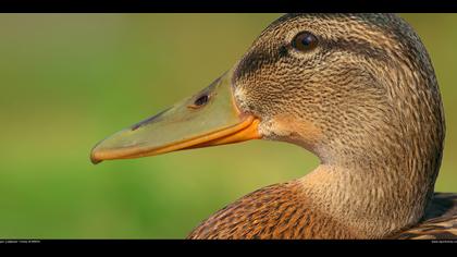 Yeşilbaş » Mallard » Anas platyrhynchos