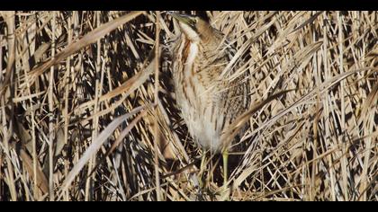 Balaban » Eurasian Bittern » Botaurus stellaris