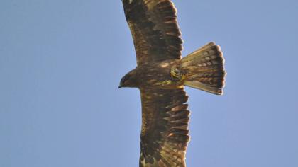 Küçük kartal