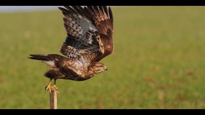 Şahin » Common Buzzard » Buteo buteo