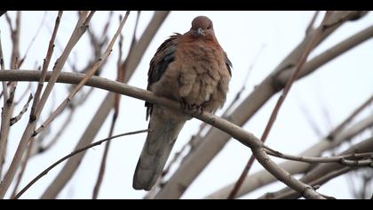 Küçük kumru » Laughing Dove » Spilopelia senegalensis