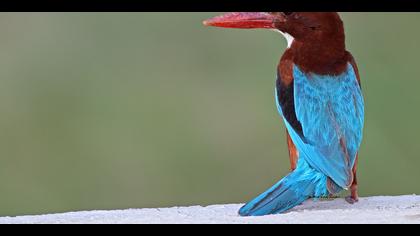 İzmir yalıçapkını » White-throated Kingfisher » Halcyon smyrnensis