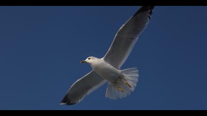 Küçük gümüş martı » Mew Gull » Larus canus