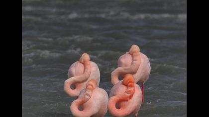 Flamingo