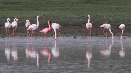 Küçük flamingo