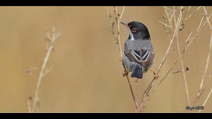 Kıbrıs ötleğeni » Cyprus Warbler » Sylvia melanothorax